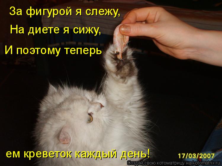 За фигурой я слежу, На диете я сижу, И поэтому теперь ем креветок каждый день!... Котоматрица: За фигурой я слежу, На диете я сижу, И поэтому теперь ем креветок каждый день!