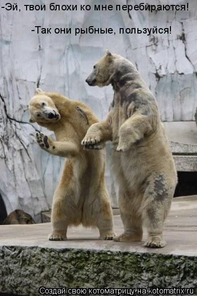 -Эй, твои блохи ко мне перебираются! -Так они рыбные, пользуйся!... Котоматрица: -Эй, твои блохи ко мне перебираются! -Так они рыбные, пользуйся!