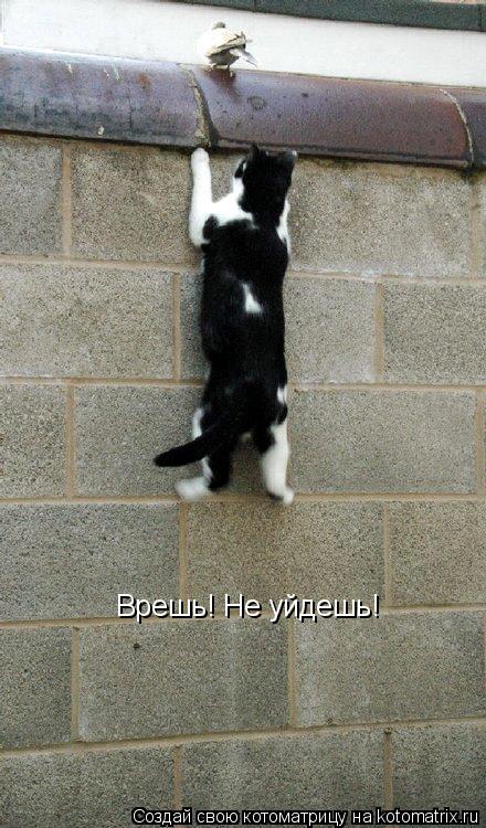 Врешь! Не уйдешь!... Котоматрица: Врешь! Не уйдешь!
