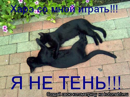 Я НЕ ТЕНЬ!!! Харэ со мной играть!!!... Котоматрица: Я НЕ ТЕНЬ!!! Харэ со мной играть!!!