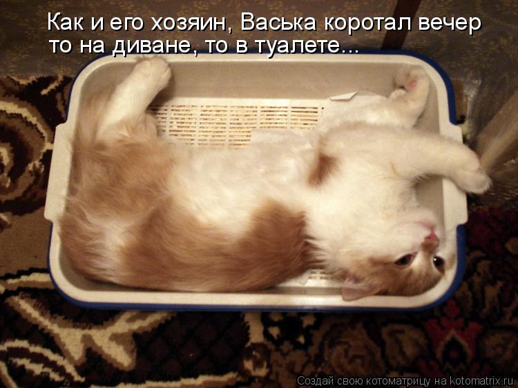 Как и его хозяин, Васька коротал вечер то на диване, то в туалете...... Котоматрица: Как и его хозяин, Васька коротал вечер то на диване, то в туалете...