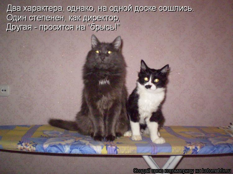 Два характера, однако, на одной доске сошлись. Один степенен, как директор, Другая - просится на "бр... Котоматрица: Два характера, однако, на одной доске сошлись. Один степенен, как директор, Другая - просится на "брысь!"
