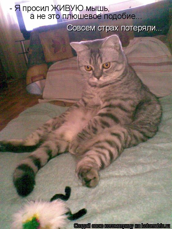 Котоматрица: - Я просил ЖИВУЮ мышь,  а не это плюшевое подобие... Совсем страх потеряли...