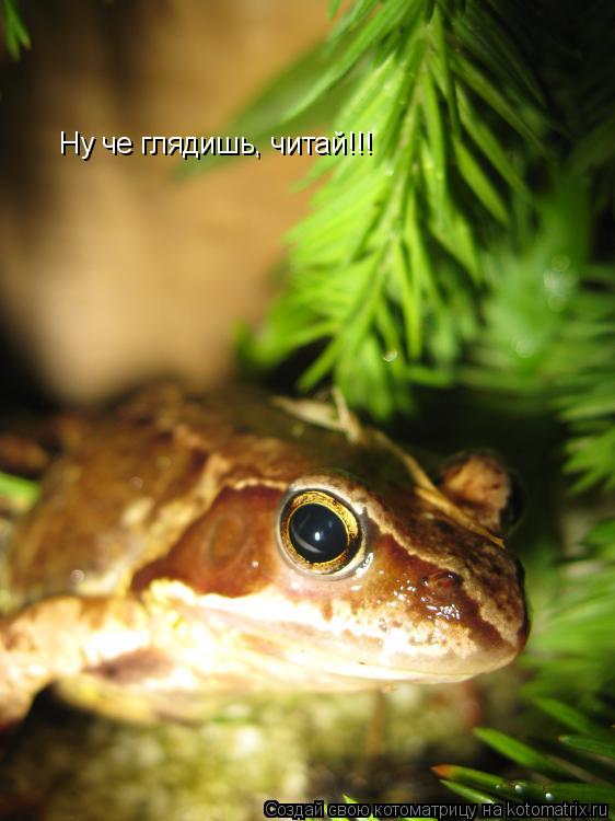 Ну че глядишь, читай!!!... Котоматрица: Ну че глядишь, читай!!!