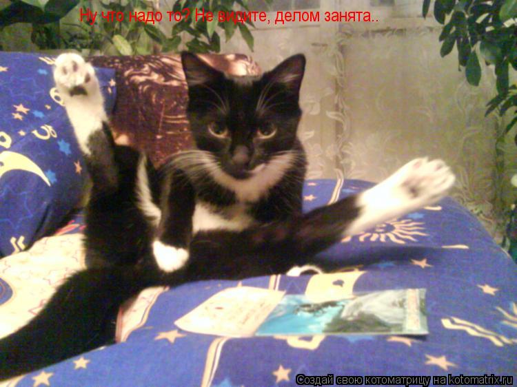Ну что надо то? Не видите, делом занята..... Котоматрица: Ну что надо то? Не видите, делом занята..