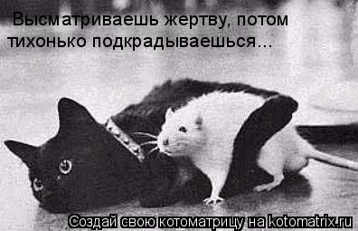 Высматриваешь жертву, потом тихонько подкрадываешься...... Котоматрица: Высматриваешь жертву, потом тихонько подкрадываешься...