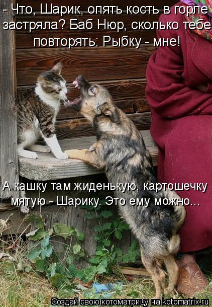 - Что, Шарик, опять кость в горле застряла? Баб Нюр, сколько тебе повторять: Рыбку - мне! А кашку т... Котоматрица: - Что, Шарик, опять кость в горле застряла? Баб Нюр, сколько тебе повторять: Рыбку - мне! А кашку там жиденькую, картошечку мятую - Шарику. Это
