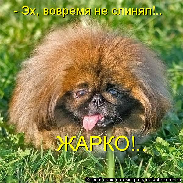 ЖАРКО!.. - Эх, вовремя не слинял!..... Котоматрица: ЖАРКО!.. - Эх, вовремя не слинял!..