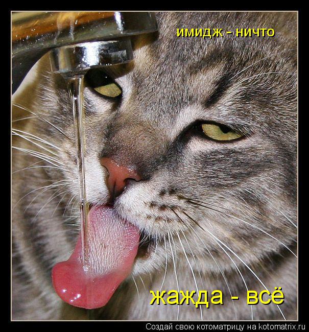 Котоматрица: имидж - ничто жажда - всё