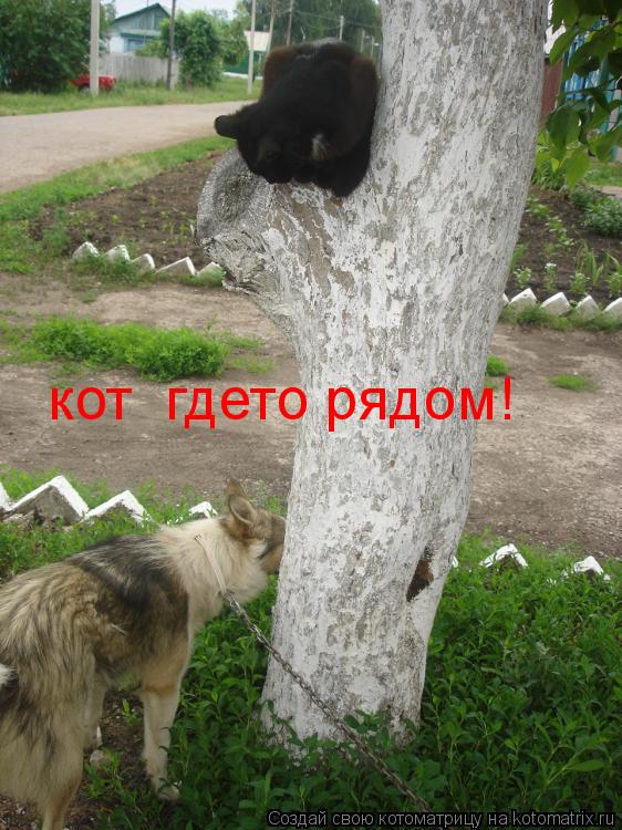 Котоматрица: кот  гдето рядом!