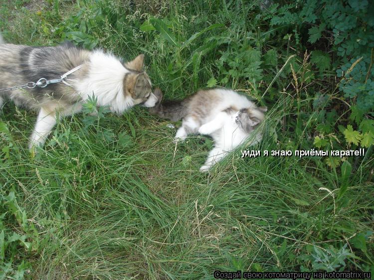 Котоматрица: уйди я знаю приёмы карате!!