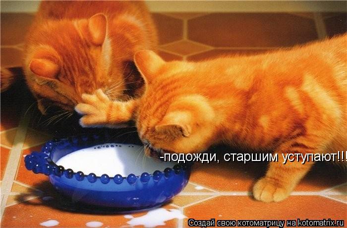Котоматрица: -подожди, старшим уступают!!!
