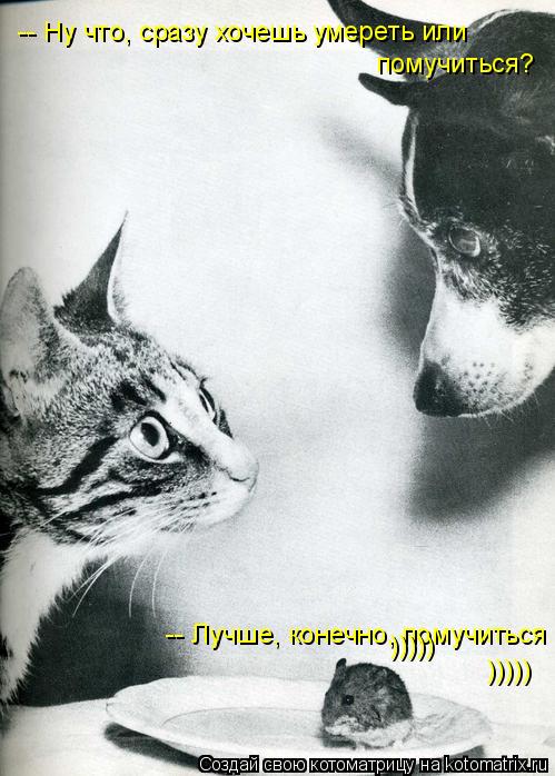 Котоматрица: -- Ну что, сразу хочешь умереть или  помучиться?      -- Лучше, конечно, помучиться ))))) )))))
