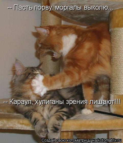 Котоматрица: -- Пасть порву, моргалы выколю...      -- Караул, хулиганы зрения лишают!!!