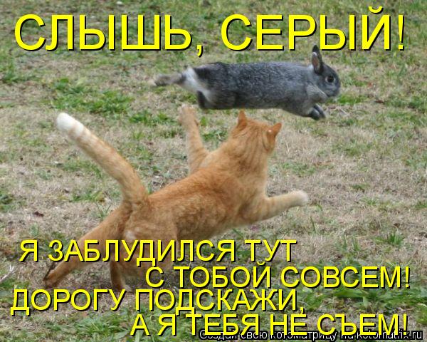 Котоматрица: СЛЫШЬ, СЕРЫЙ! С ТОБОЙ СОВСЕМ! Я ЗАБЛУДИЛСЯ ТУТ ДОРОГУ ПОДСКАЖИ,  А Я ТЕБЯ НЕ СЪЕМ!