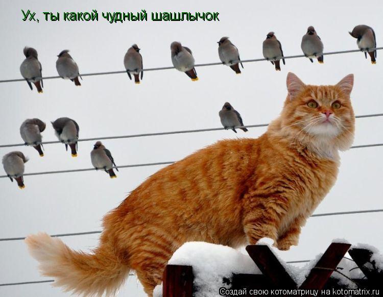 Ух, ты какой чудный шашлычок... Котоматрица: Ух, ты какой чудный шашлычок