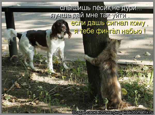слышишь пёсик,не дури... лучше дай мне так уйти . если дашь сигнал кому , я тебе фингал набью !... Котоматрица: слышишь пёсик,не дури... лучше дай мне так уйти . если дашь сигнал кому , я тебе фингал набью !