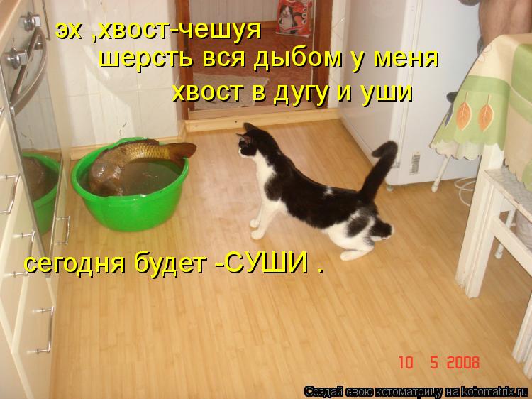 эх ,хвост-чешуя шерсть вся дыбом у меня хвост в дугу и уши сегодня будет -СУШИ .... Котоматрица: эх ,хвост-чешуя шерсть вся дыбом у меня хвост в дугу и уши сегодня будет -СУШИ .