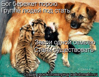 Бог бережет порою . Группе людей под стать Звери одной семьею Стали существовать... Котоматрица: Бог бережет порою . Группе людей под стать Звери одной семьею Стали существовать