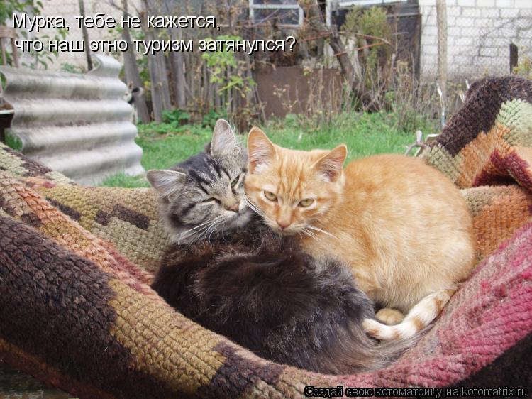 Мурка, тебе не кажется, что наш этно туризм затянулся?... Котоматрица: Мурка, тебе не кажется, что наш этно туризм затянулся?