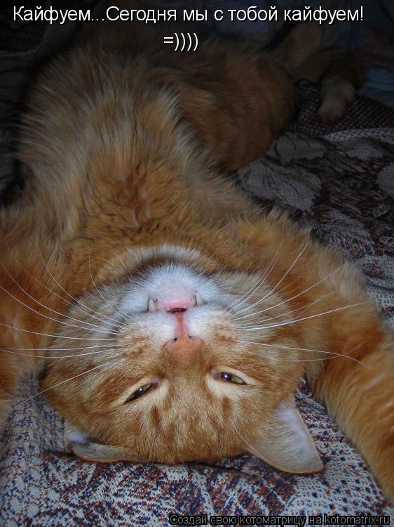 Котоматрица: Кайфуем...Сегодня мы с тобой кайфуем! =))))