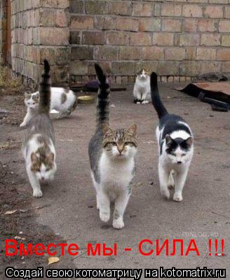 Котоматрица: Вместе мы - СИЛА !!!