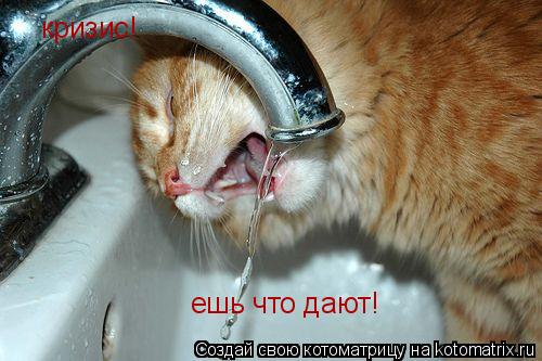 Котоматрица: кризис! ешь что дают!