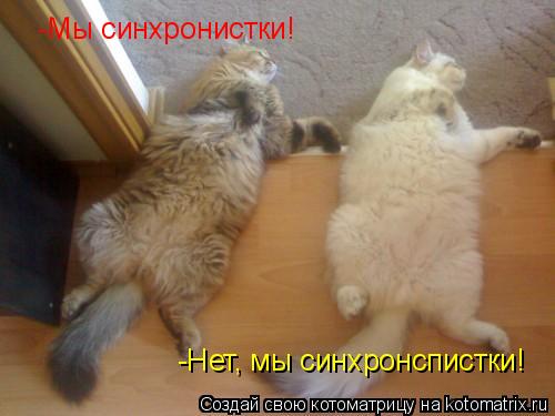 Котоматрица: -Мы синхронистки! -Нет, мы синхронспистки!