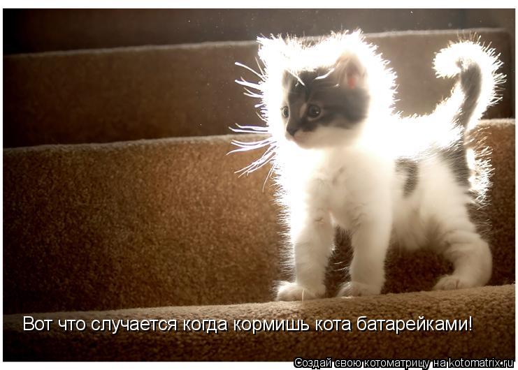 Вот что случается когда кормишь кота батарейками!... Котоматрица: Вот что случается когда кормишь кота батарейками!