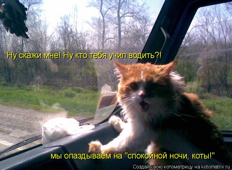 Ну скажи мне! Ну кто тебя учил водить?! мы опаздываем на "спокойной ночи, коты!"... Котоматрица: Ну скажи мне! Ну кто тебя учил водить?! мы опаздываем на "спокойной ночи, коты!"