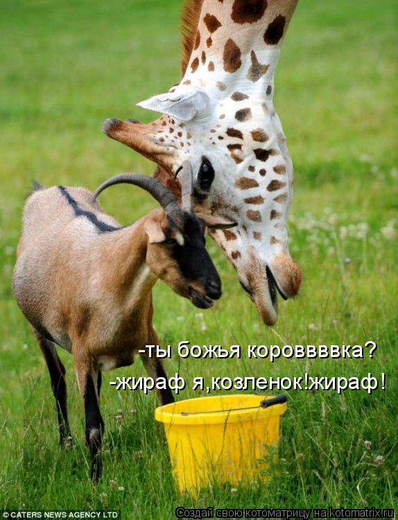 Котоматрица: -ты божья короввввка? -жираф я,козленок!жираф!