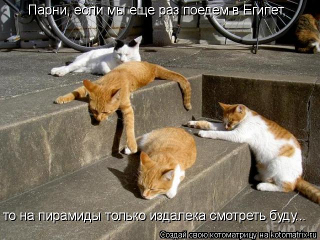 Парни, если мы еще раз поедем в Египет, то на пирамиды только издалека смотреть буду...... Котоматрица: Парни, если мы еще раз поедем в Египет, то на пирамиды только издалека смотреть буду...