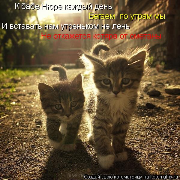 Котоматрица: Бегаем  по утрам мы И вставать нам утреньком не лень Не откажется котяра от сметаны К бабе Нюре каждый день