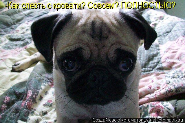 -Как слезть с кровати? Совсем? ПОЛНОСТЬЮ?... Котоматрица: -Как слезть с кровати? Совсем? ПОЛНОСТЬЮ?