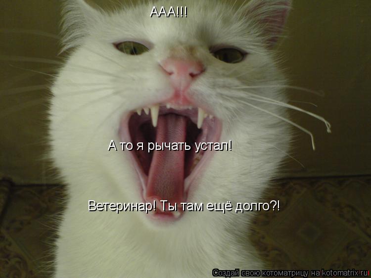 Котоматрица: ААА!!! Ветеринар! Ты там ещё долго?!  А то я рычать устал!