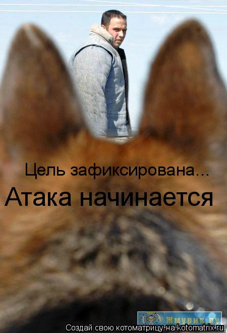 Котоматрица: Цель зафиксирована... Атака начинается