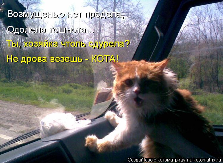 Возмущенью нет предела, Одолела тошнота... Ты, хозяйка чтоль сдурела? Не дрова везешь - КОТА!... Котоматрица: Возмущенью нет предела, Одолела тошнота... Ты, хозяйка чтоль сдурела? Не дрова везешь - КОТА!