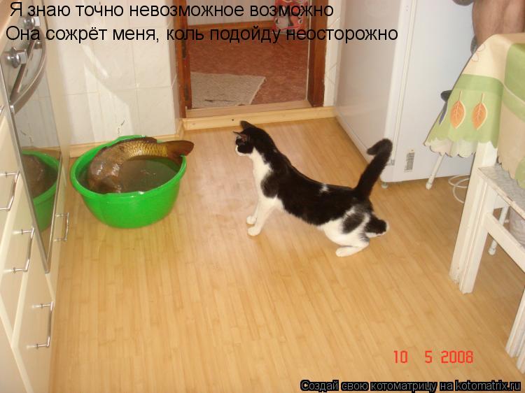 Котоматрица: Я знаю точно невозможное возможно Она сожрёт меня, коль подойду неосторожно