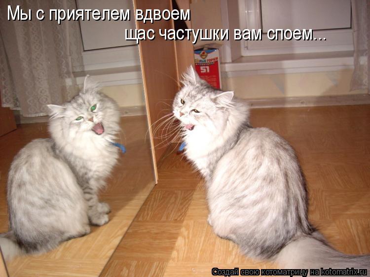 Котоматрица: Мы с приятелем вдвоем щас частушки вам споем...