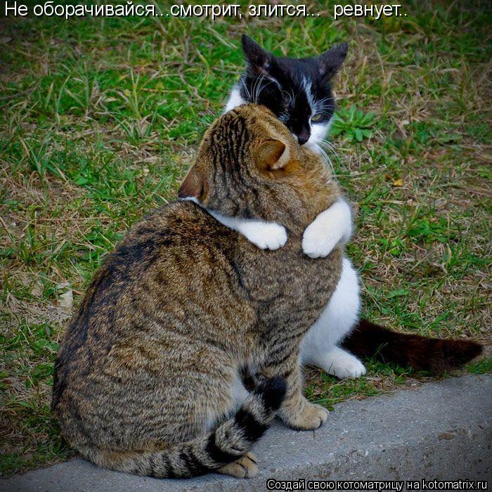 ревнует.. Не оборачивайся...смотрит, злится...... Котоматрица: ревнует.. Не оборачивайся...смотрит, злится...