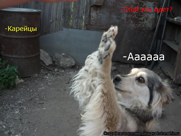 Котоматрица: -Стой кто идет? -Карейцы -Аааааа