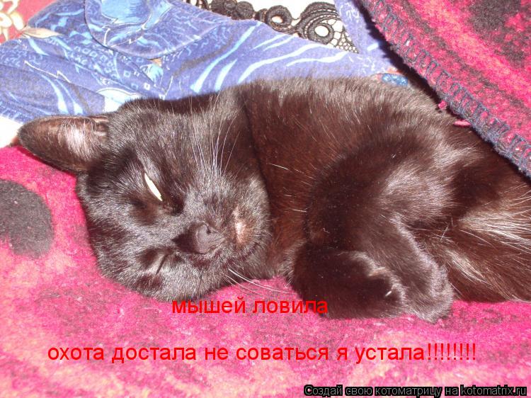 Котоматрица: мышей ловила  охота достала не соваться я устала!!!!!!!!