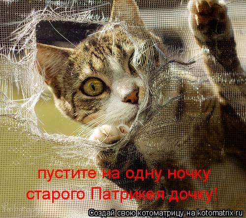 Котоматрица: пустите на одну ночку старого Патрикея дочку!