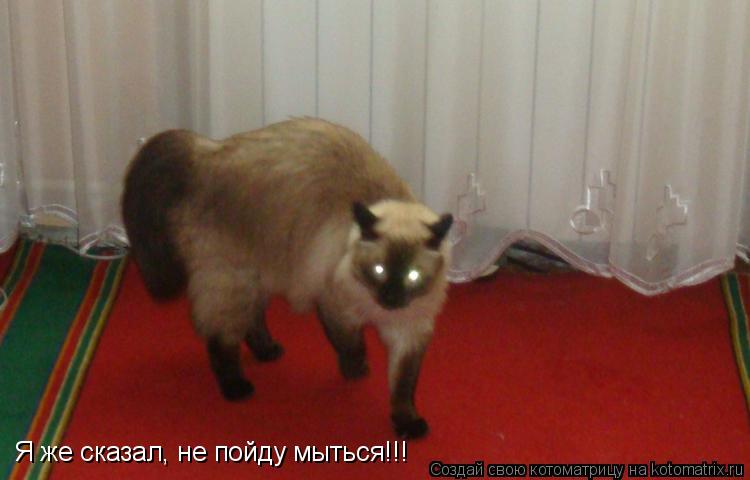 Я же сказал, не пойду мыться!!!... Котоматрица: Я же сказал, не пойду мыться!!!