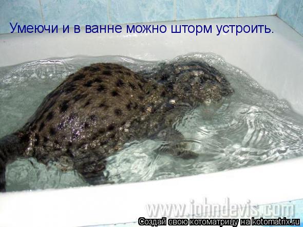 Умеючи и в ванне можно шторм устроить.... Котоматрица: Умеючи и в ванне можно шторм устроить.