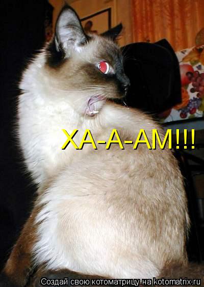 ХА-А-АМ!!!... Котоматрица: ХА-А-АМ!!!