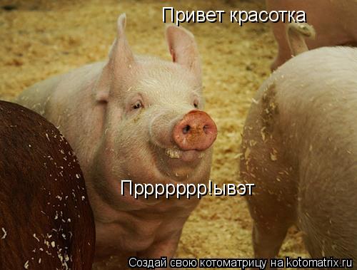 Привет красотка Пррррррр!ывэт... Котоматрица: Привет красотка Пррррррр!ывэт