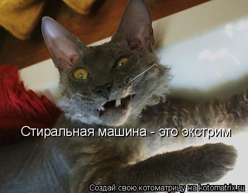 Стиральная машина - это экстрим... Котоматрица: Стиральная машина - это экстрим