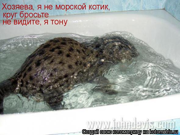 Хозяева, я не морской котик, круг бросьте не видите, я тону... Котоматрица: Хозяева, я не морской котик, круг бросьте не видите, я тону