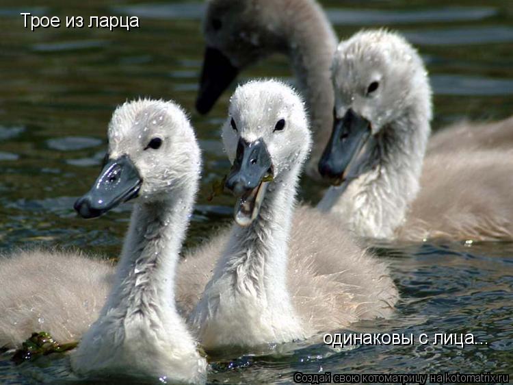 Котоматрица: Трое из ларца одинаковы с лица...